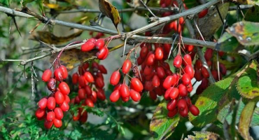 Kdy sbírat dřišťál a jak sušit bobule, technologie skladování ovoce